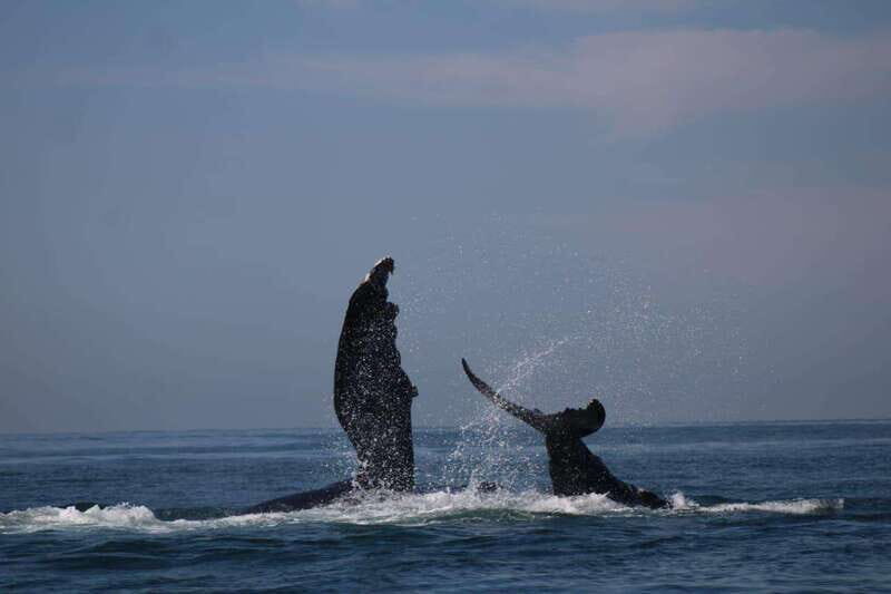 Puerto Vallarta: Whale watching - What’s Included & What to Consider