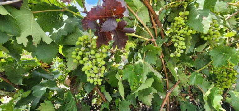Querétaro: Independence Valley - Guanajuato Wine Tour - Practical Details and What to Expect