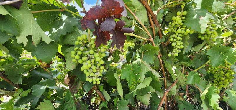 Querétaro: Independence Valley - Guanajuato Wine Tour - Practical Details and What to Expect