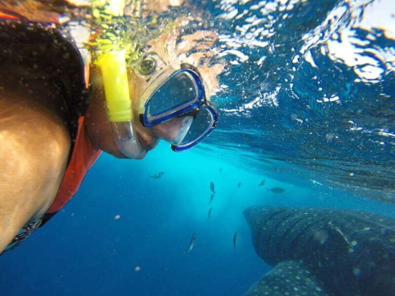 Quintana Roo: Whale Shark Swim, Private Boat Trip, and Lunch - The Experience in Detail