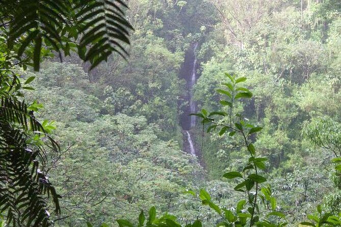 Rainforest Waterfall Trail and Shuttle Service - The Real Hiking Experience: Pros and Cons