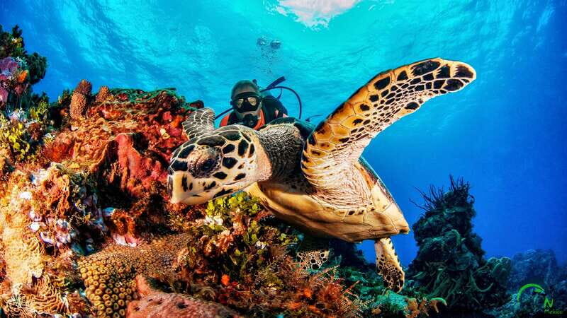 Reef Diving in Playa del Carmen - The Value of the Tour