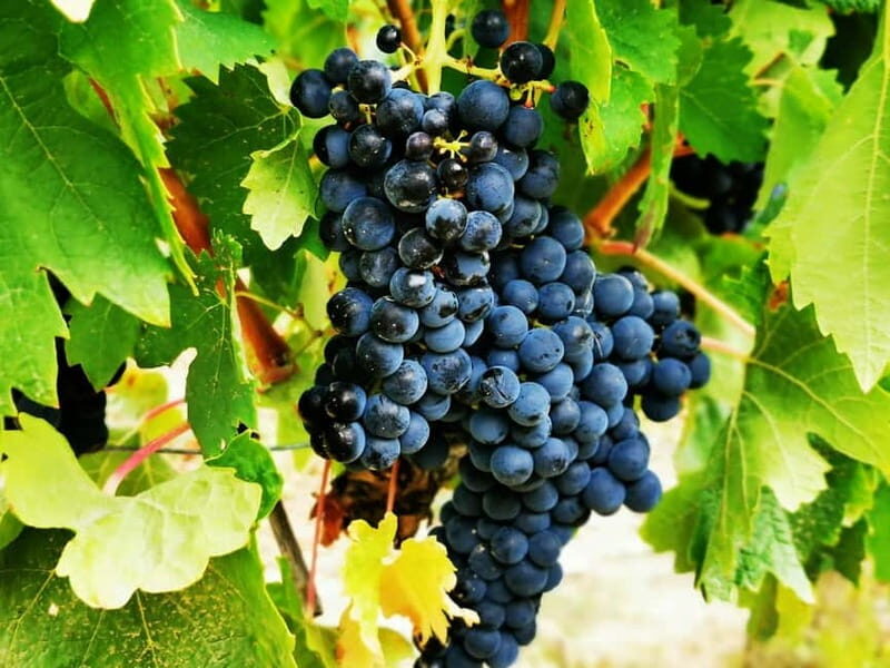 Rioja: Wine Tour with a Local Expert with Tastings - The Cost & Value for Money