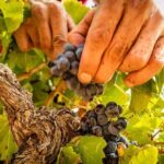 Rivaltes  Secrets of the Terroir and Tasting of Unique Wines! - In-Depth Look at the Itinerary