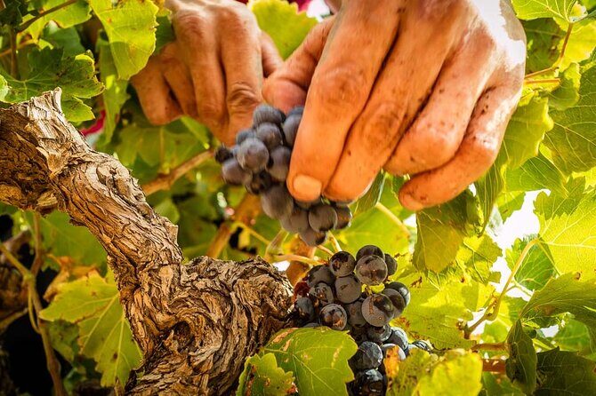 Rivaltes  Secrets of the Terroir and Tasting of Unique Wines! - In-Depth Look at the Itinerary