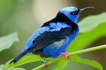 Riviera Maya: Puerto Morelos 4-Hour Bird Watching Tour - Final Thoughts: Is It Worth It?
