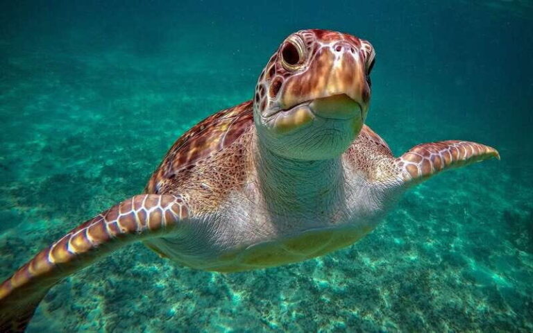 Riviera Maya: Turtles and Cenote Snorkeling Tour - Who Will Love This Tour?