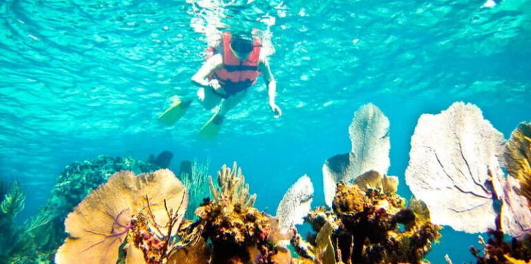Riviera Maya: Two-Reef Snorkeling Experience - Who This Tour Is Perfect For