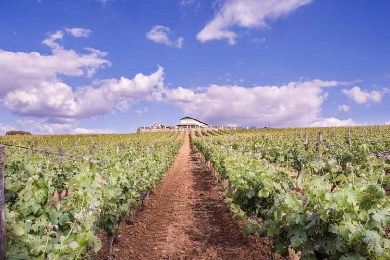 Ronda: Winery Tour with Wine Tasting and Tapas - Behind-the-Scenes at a Family-Run Vineyard