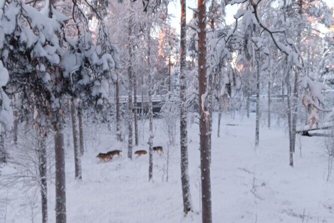 Rovaniemi: Trip to Ranua Zoo with Tickets Included - The Scenic Journey from Rovaniemi to Ranua