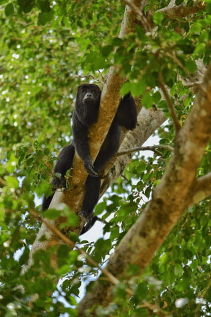 San Cristóbal: 3-Day Kayak Tour in the Lacandon Jungle - Practical details and what to expect