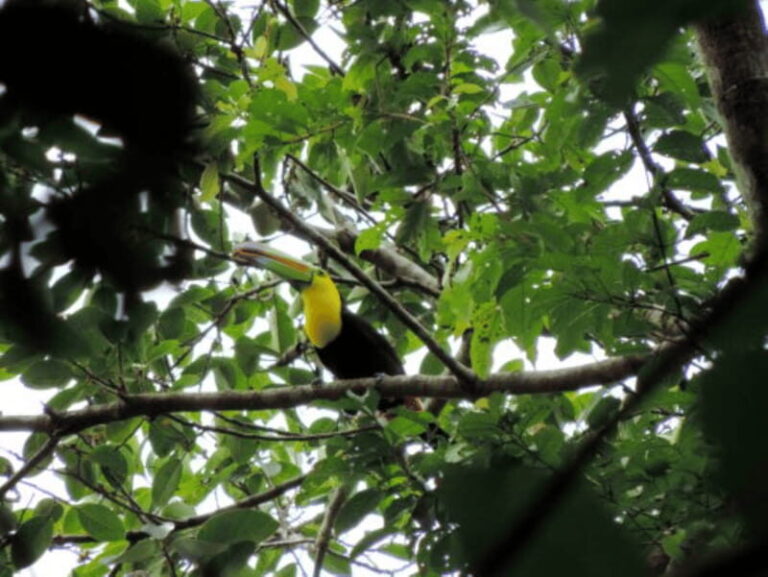 San Cristobal: 3 Days Nature Tour Southern Selva Lacandona - What Makes This Tour Valuable?