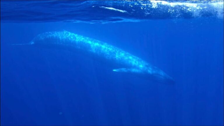 San Diego Ocean Safari: 6-Hour Snorkel Adventure! - What’s Included and What You Should Know