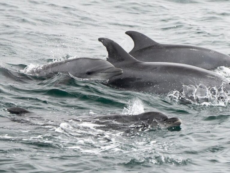 San Diego: Whale Watching Cruise - Authentic Insights from Reviewers