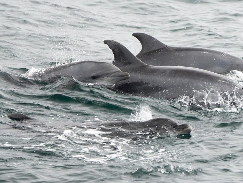San Diego: Whale Watching Cruise - Authentic Insights from Reviewers