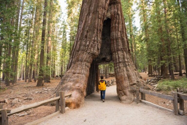 San Francisco to/from Yosemite National Park: 1-Way Transfer - The Practical Side: Price, Duration, and Logistics