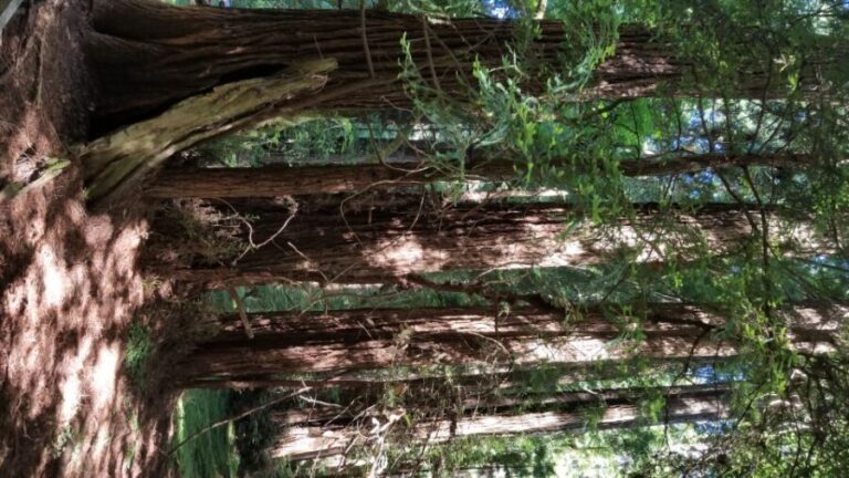 San Fransico: Muir Woods & Marin Headlands Private Tour - A Complete Breakdown of the Tour Experience