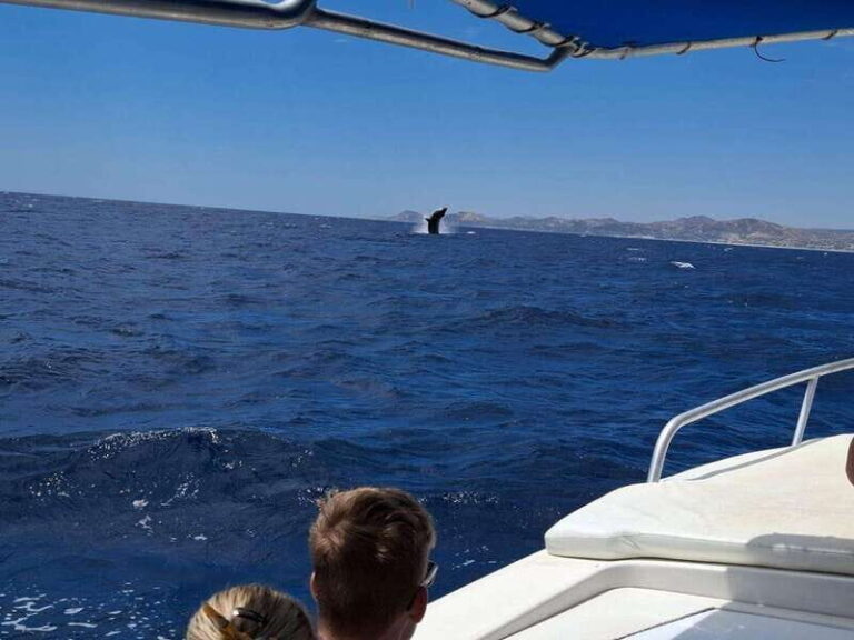 San José del Cabo: Marine Safari - Why This Tour Might Be Perfect for You