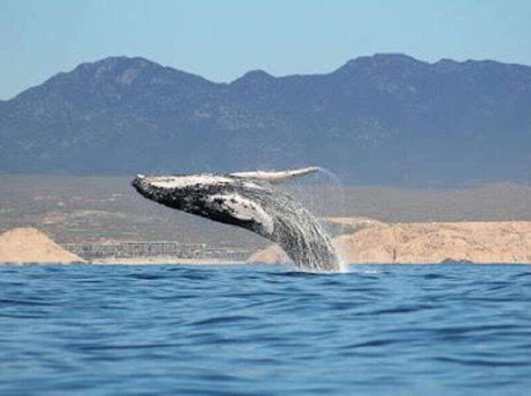 San José del Cabo: Whale Watching Experience - Authentic Encounters and Real-Life Insights