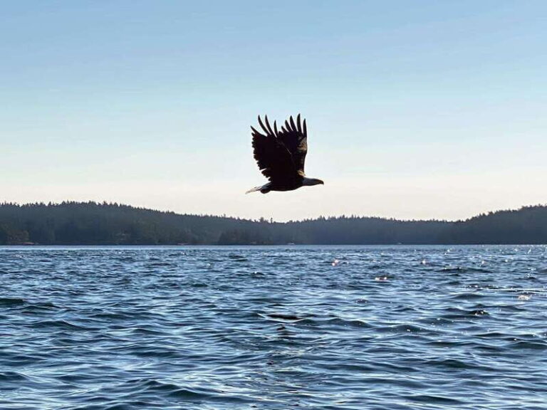 San Juan Island: Full Day Kayaking Tour with Lunch - Why It’s a Great Choice