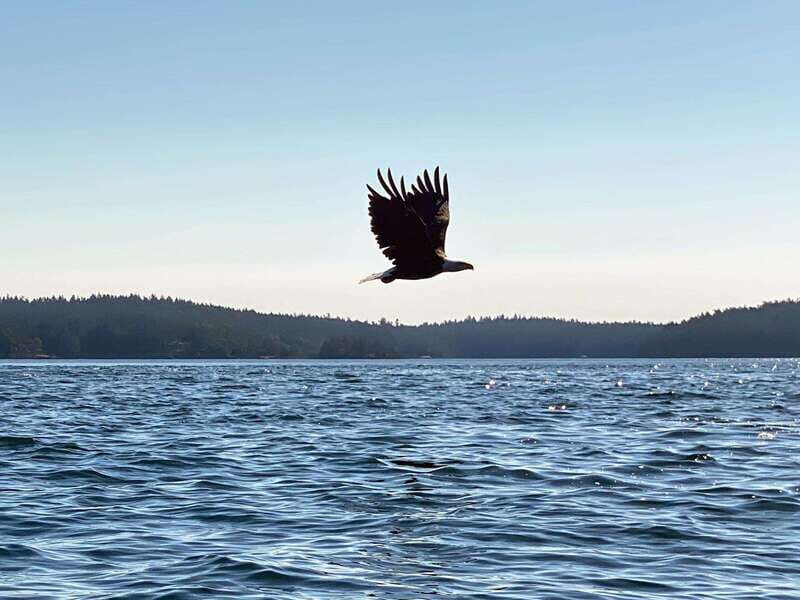San Juan Island: Full Day Kayaking Tour with Lunch - Why It’s a Great Choice