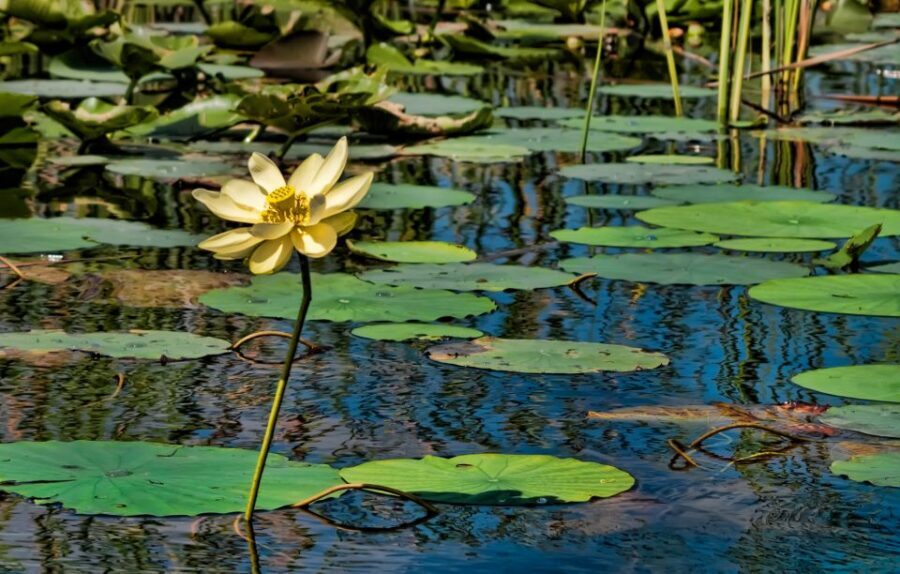 Sawgrass Park: Private 1-Hour Airboat Adventure Tour