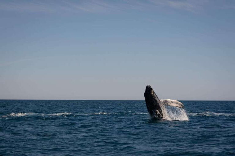 Scuba diving in a National Marine Park of Cabo Pulmo - Why Cabo Pulmo’s Marine Park Is a Must-See for Divers