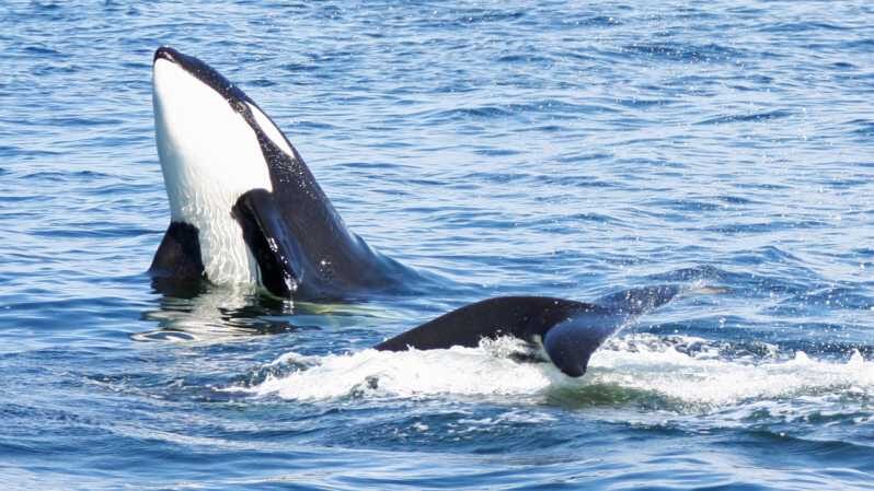 Seattle: Half-Day Wildlife and Whale Watching Cruise - The Value of the Experience