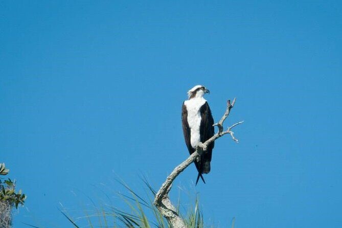 See Crystal River - National Wildlife Refuge Sightseeing Cruise - Who Will Love This Experience?
