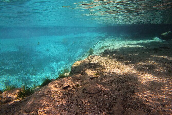 Semi-Private Manatee Swim Tour With In-Water Guide/Photographer - The Value and Why It Stands Out