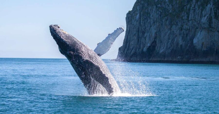 Seward: Kenai Fjords National Park Catamaran Cruise w/Lunch