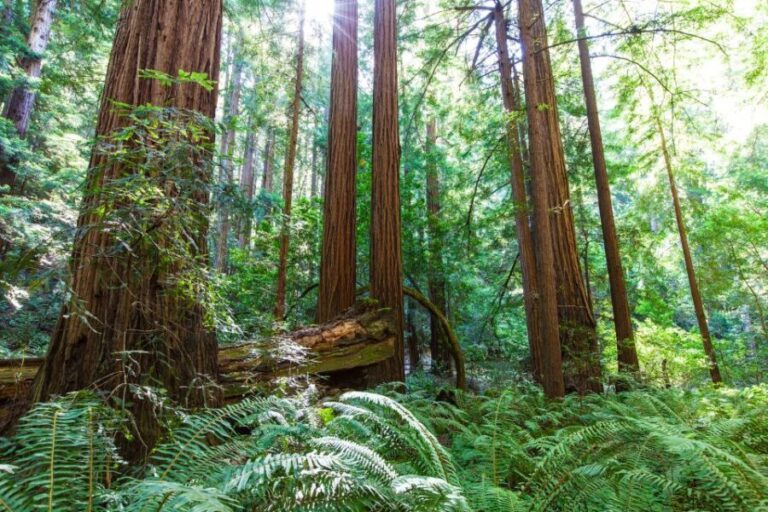 SF: Muir Woods, Sausalito, Golden Gate Bridge Private Tour - What You Can Expect from the Tour