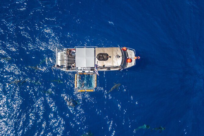 Shark Cage Diving On "The World Famous North Shore of Oahu", Hawaii - The Guides and Crew