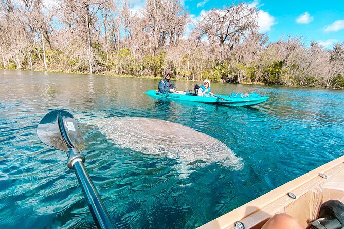 Silver Springs Wildlife Tour - Glass Bottom Kayaks - The Guided Paddling Experience