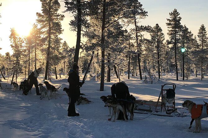 Sit Down Husky Ride Dog Sled Tour in Kiruna - The Sum Up