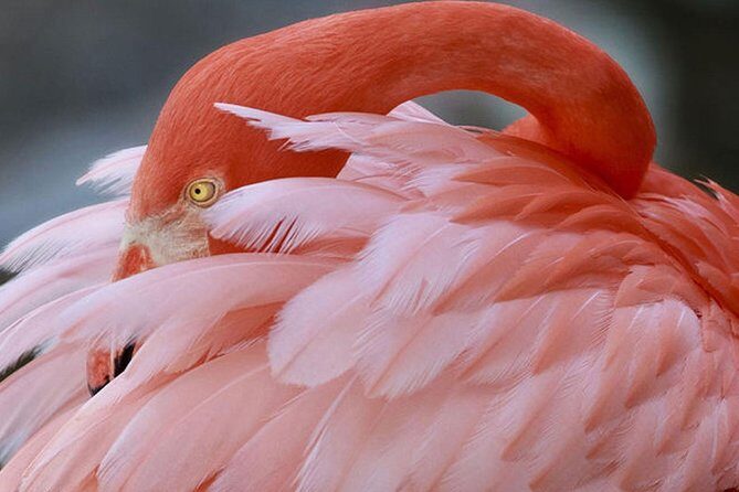 Skip the Line: Flamingo Gardens Admission Ticket in Fort Lauderdale - Wildlife Sanctuary: Native Animals and Encounters
