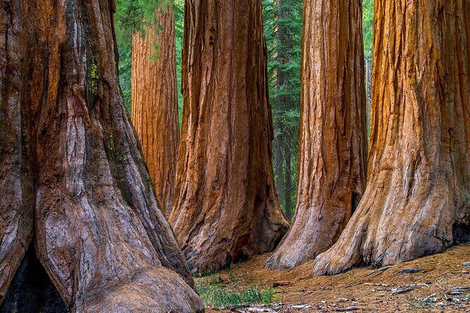 Small-Group Giant Redwoods and Russian River Wine Country Trip