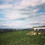 Small Group Rheingau Vineyards Tour with Castles and Abbeys - Why This Tour Offers Excellent Value