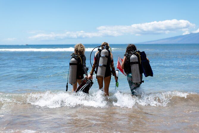 Small-Group Shark and Turtle Dive for Certified Divers - What to Expect During the Dive