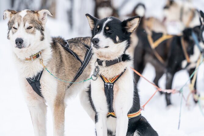 Small Group Wilderness Husky Sledding 2h from Tromsø (car needed) - The full experience: what to expect from start to finish