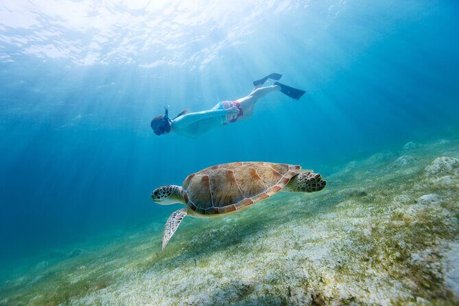 Snorkeling and Dolphin Watching Experience in Destin - Wildlife Viewing: What You Might Encounter