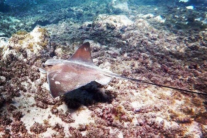 Snorkeling in Gran Canaria with Hotel Pick-up - The Snorkeling Spots: What Makes Them Special?