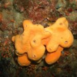 Snorkeling tour coast to coast Taormina & Isola Bella - Snorkeling Locations & Marine Life