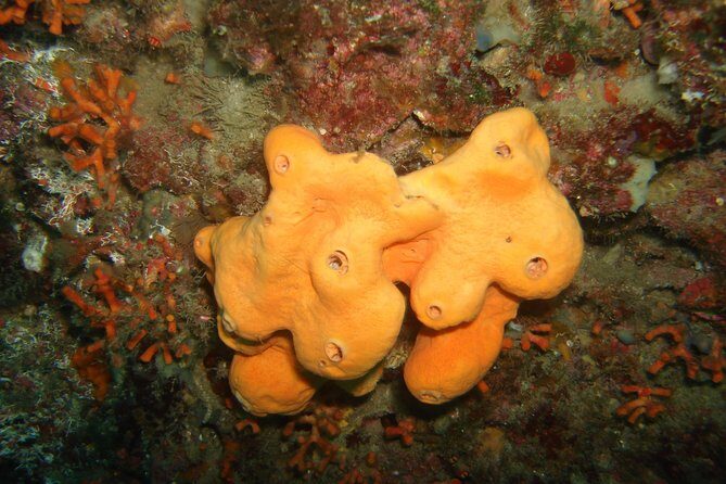 Snorkeling tour coast to coast Taormina & Isola Bella - Snorkeling Locations & Marine Life