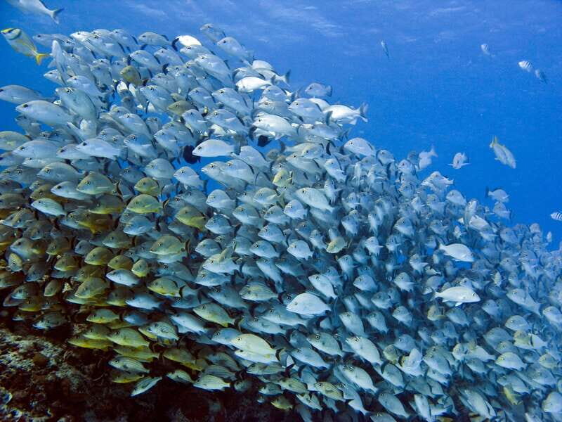 Snorkeling tour plus Isla Mujeres Private Tour - What’s Included & Why It Matters