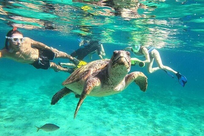 snorkeling ,Turtle Watching in Cyprus - The Experience Breakdown