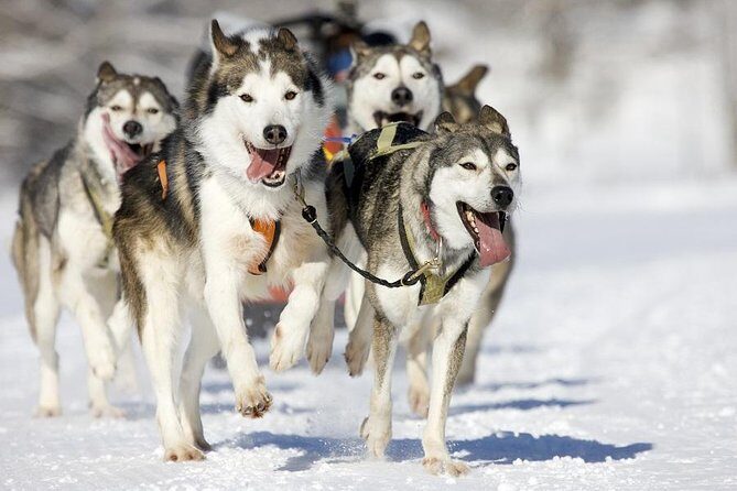 Snowy Trails 10km Husky Safari from Rovaniemi - What’s Included and Practical Details