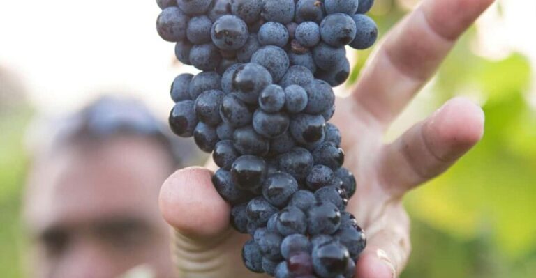 Solvang: Santa Ynez Valley Wine Tours w/ Lunch & Tastings - The Practicalities: What Makes This Tour Worthwhile