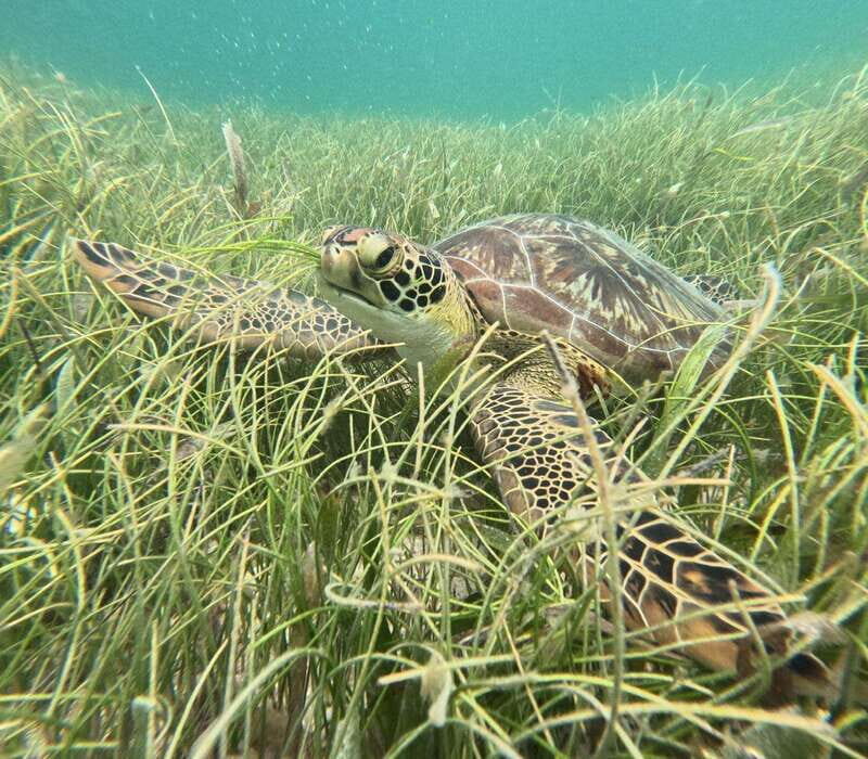 sport fishing and snorkeling in the reef in costa maya - Authenticity and Service: What Sets This Tour Apart