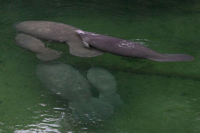 St. Johns River Cruise - Blue Spring State Park - The Sum Up
